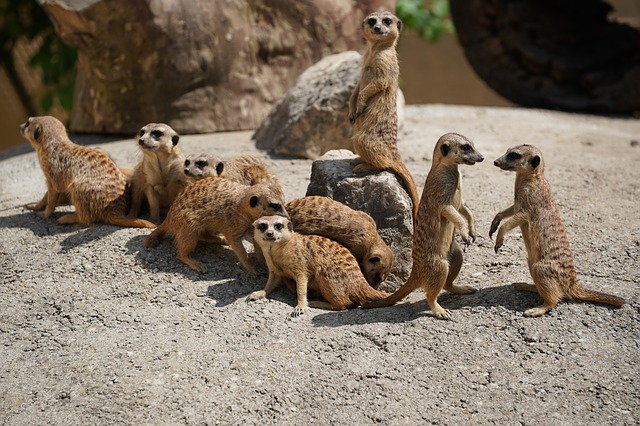 devět surikat